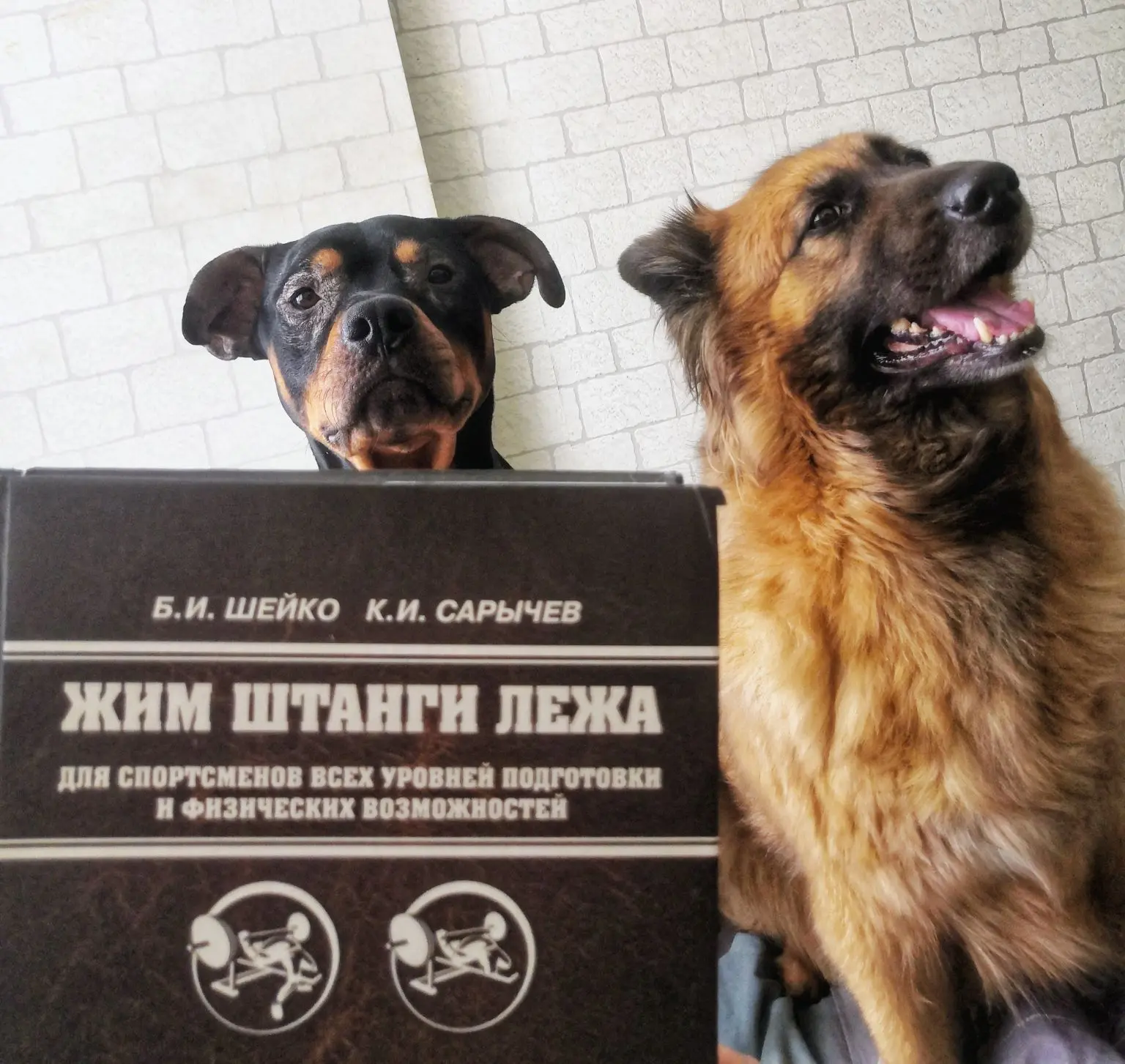 💬Почитаем? ч. 2