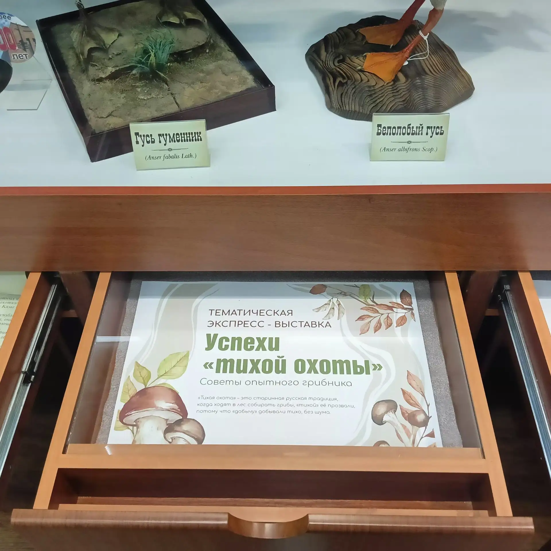 🍄‍ С середины лета до поздней осени в лесах стоит грибная пора. Сарапульский музей-зап...