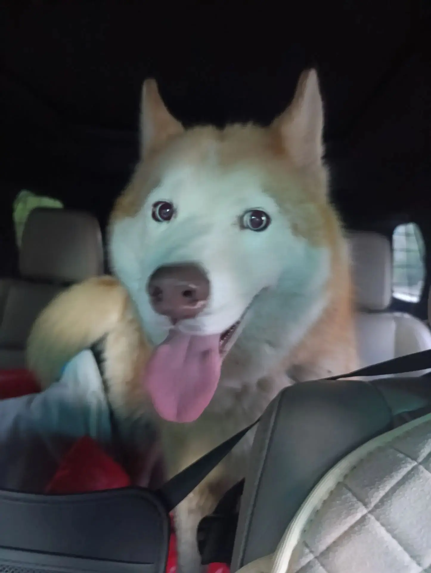 #потеряшка 🐶