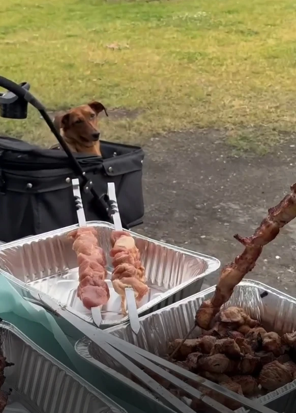 Эх, шашлычка бы сейчас… 🤤🔥