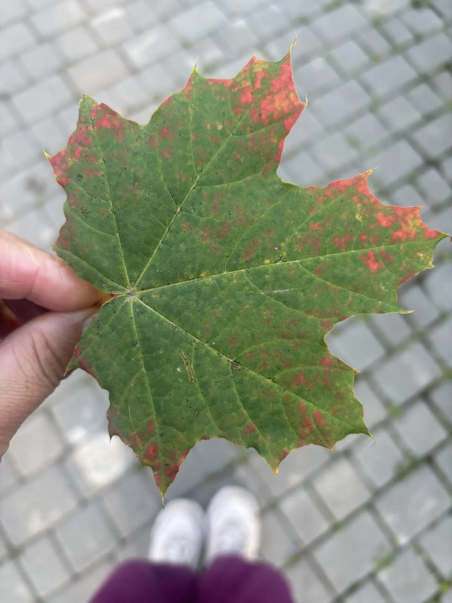 Көзге матур иртәләр белән, дуслар🍁