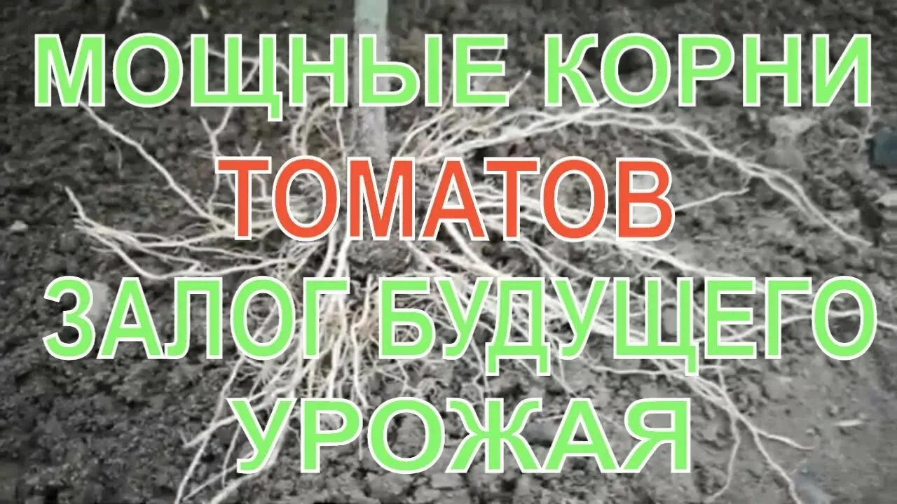 ▌ 🌱🍅 Секрет мощной корневой системы  у томатов.