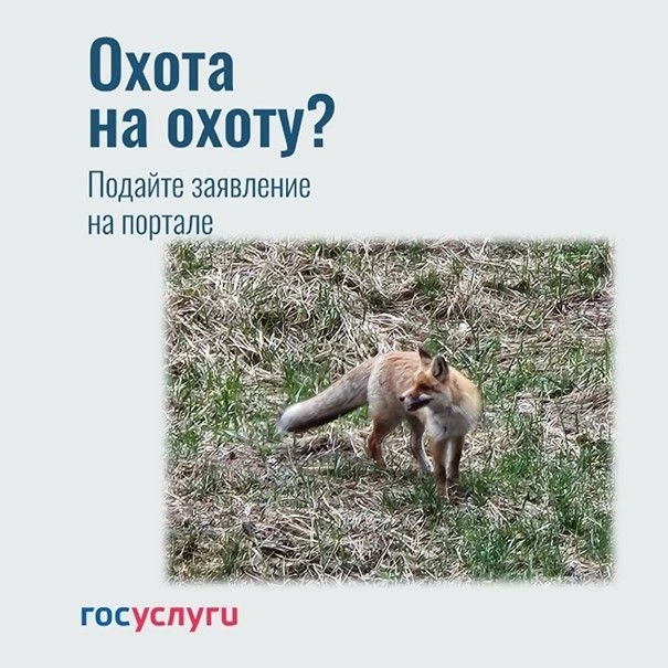 ❗️На портале Госуслуги открылась подача заявлений на добычу пушных видов охотничьих рес...