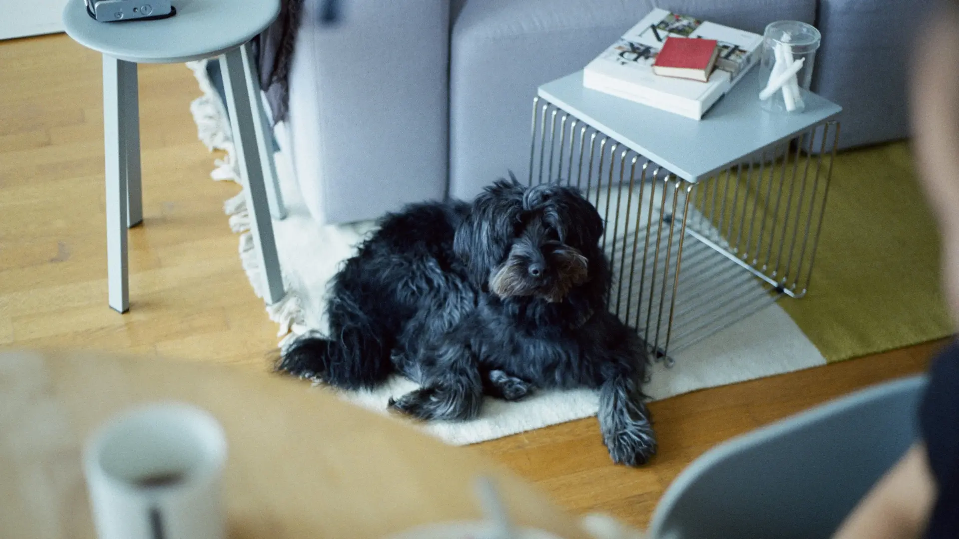 Знает ли собака, как вас зовут 🐶

Многие замечают: питомец мгновенно откликается на свою кличку, но