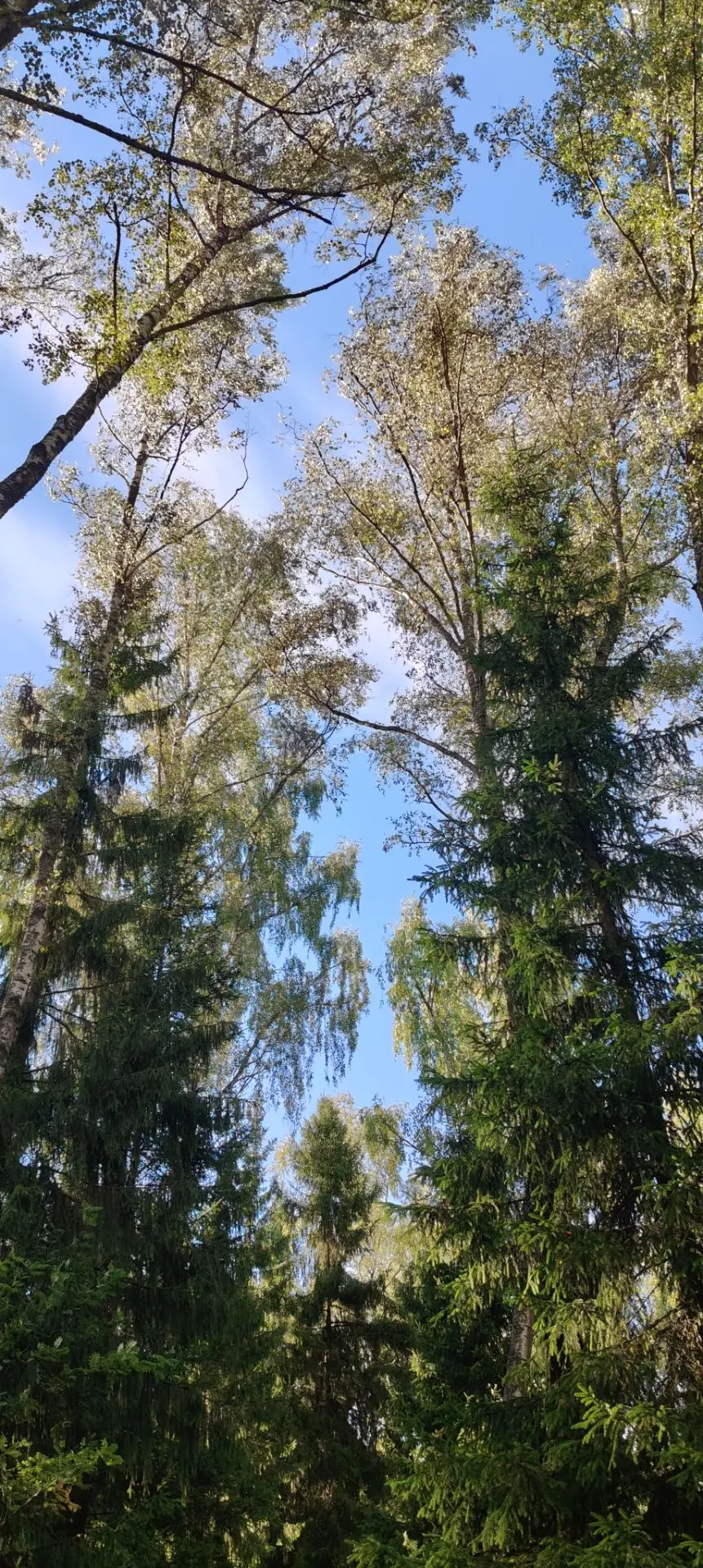 В лесу