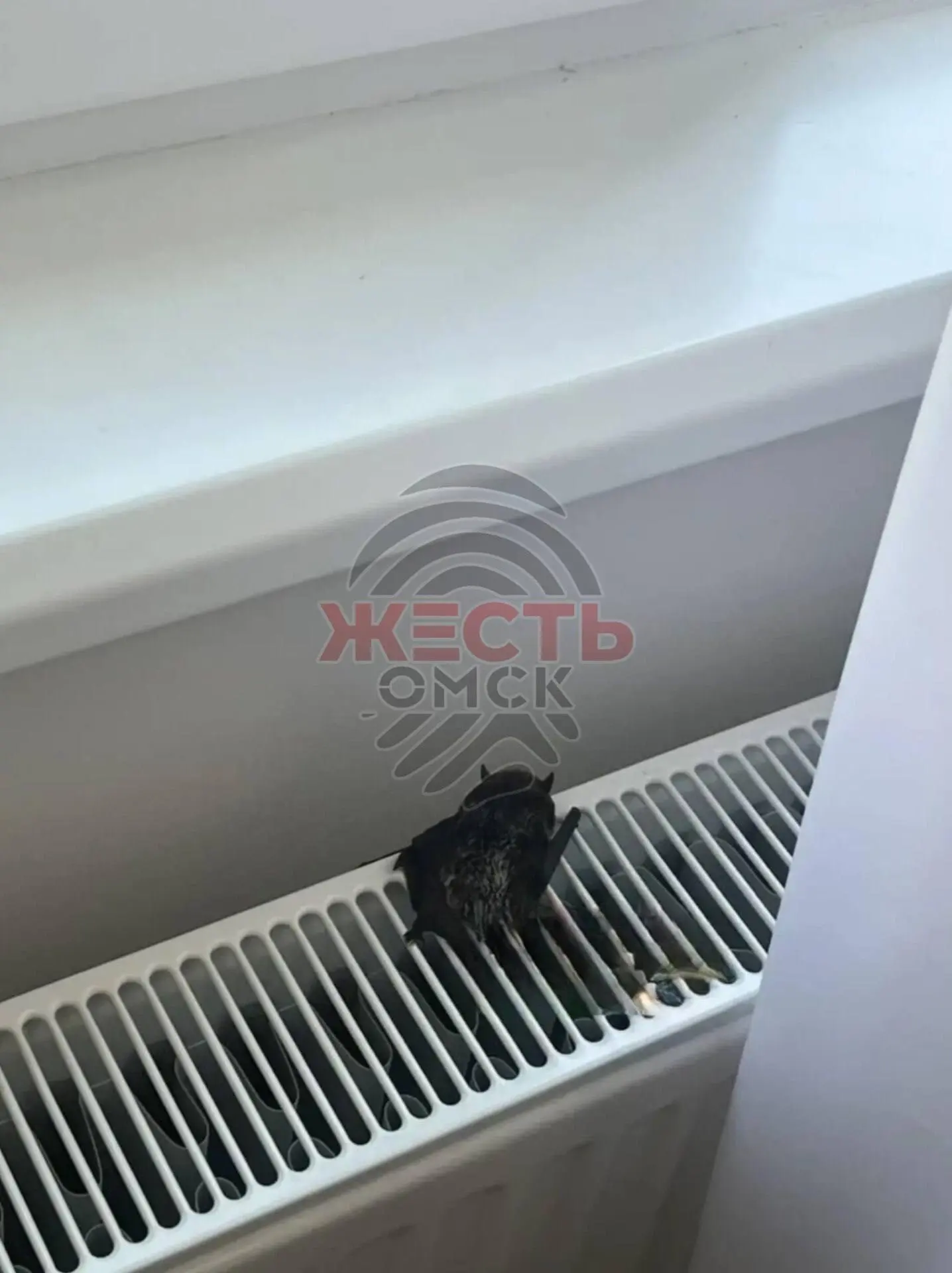 🦇Летучая мышь залетела в квартиру в ЖК «Зеленая Река»

Накануне на улице Владимира Жоги в окно одно