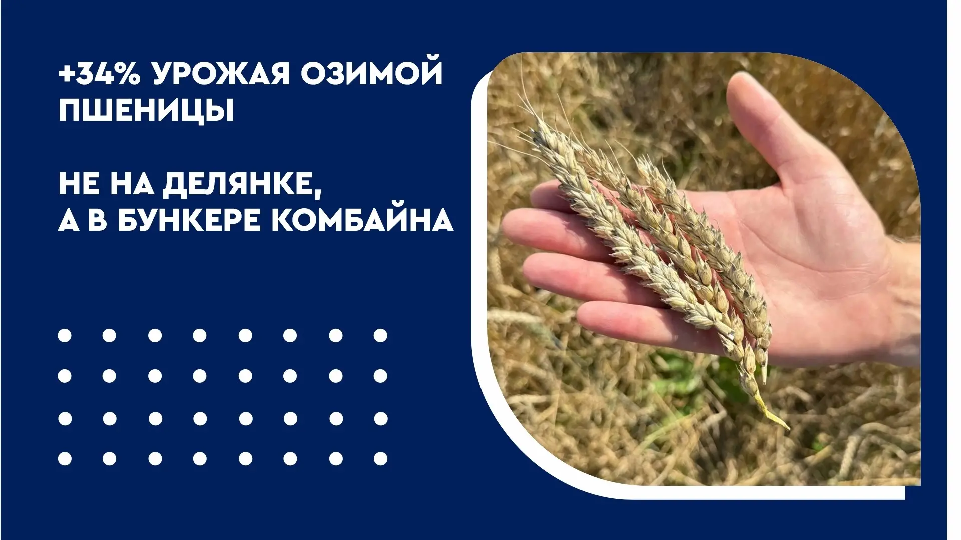 +34% урожая озимой пшеницы