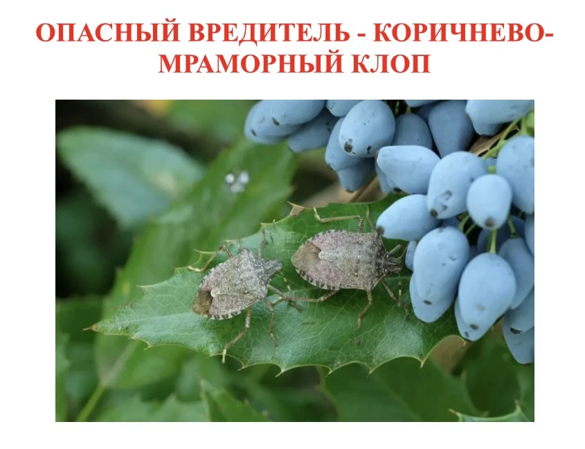 Коричнево-мраморный клоп (Halyomorpha halys) — инвазивный многоядный вредитель, который...