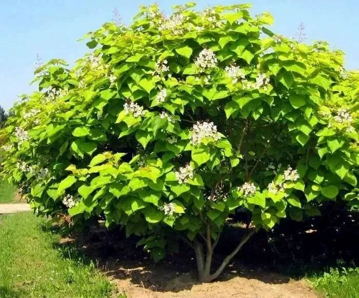🔥🔥РАСПРОДАЖА! Катальпа - последние саженцы по 1000 руб.! 🔥🌳

Экзотические деревья с крупными сер