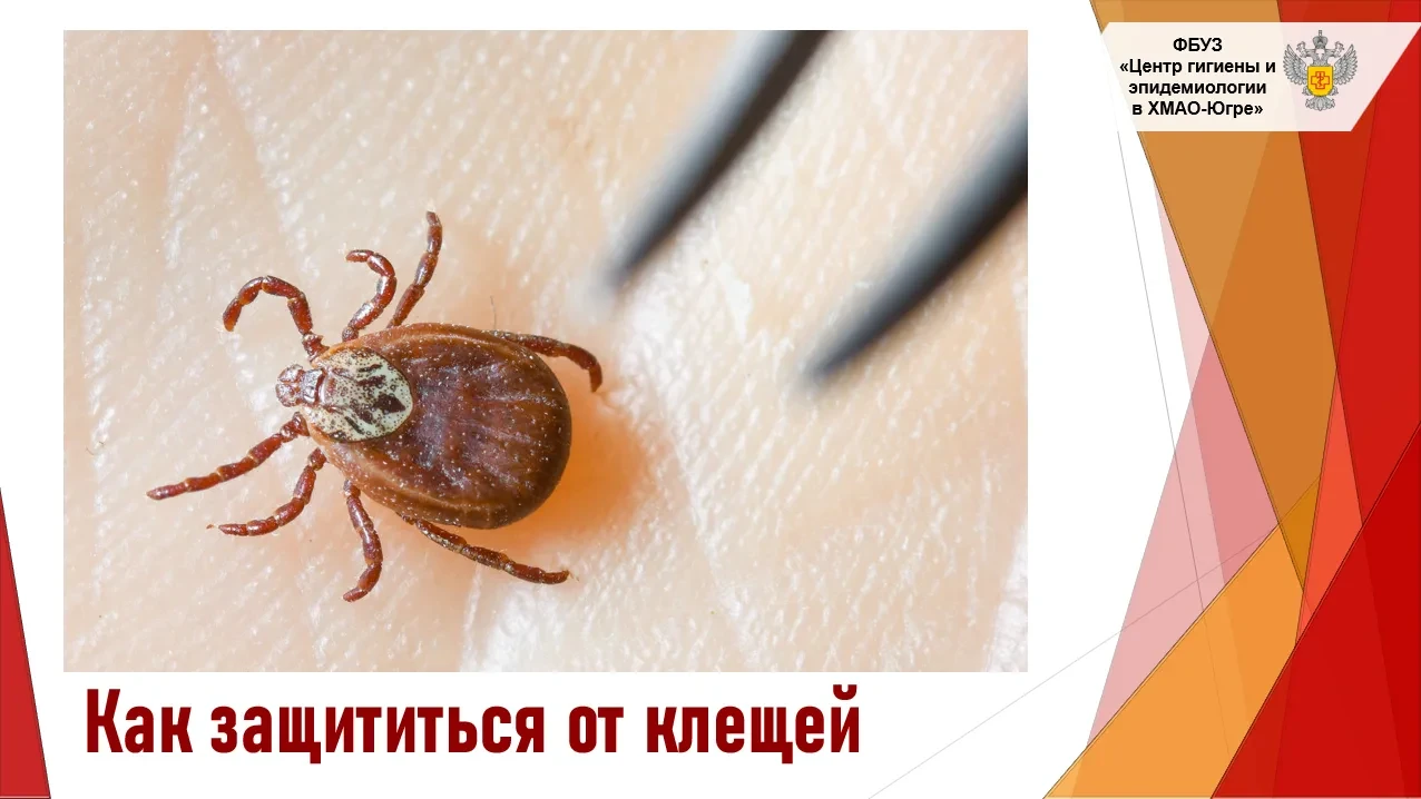 Клещи проснулись: как защитить себя и близких? 🌲 
Сезон прогулок на природе в самом разгаре, но вме