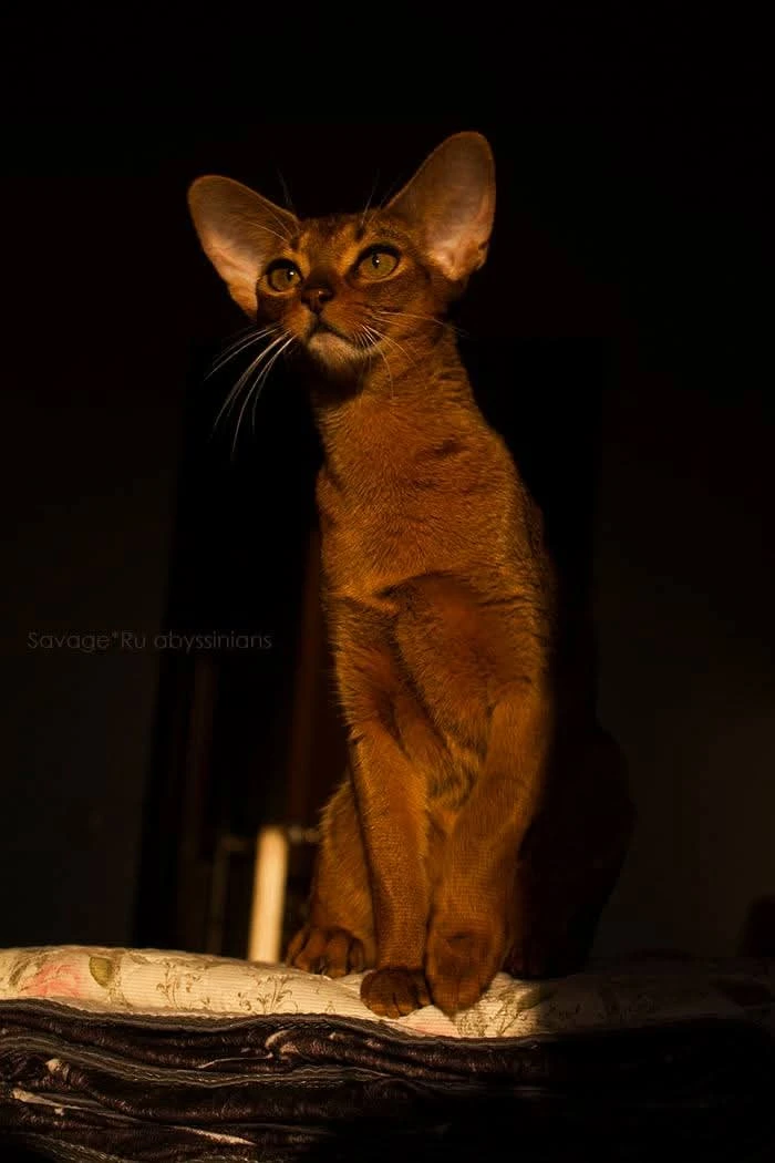 🧡 Питомник Абиссинских кошек Savage"Ru 🧡