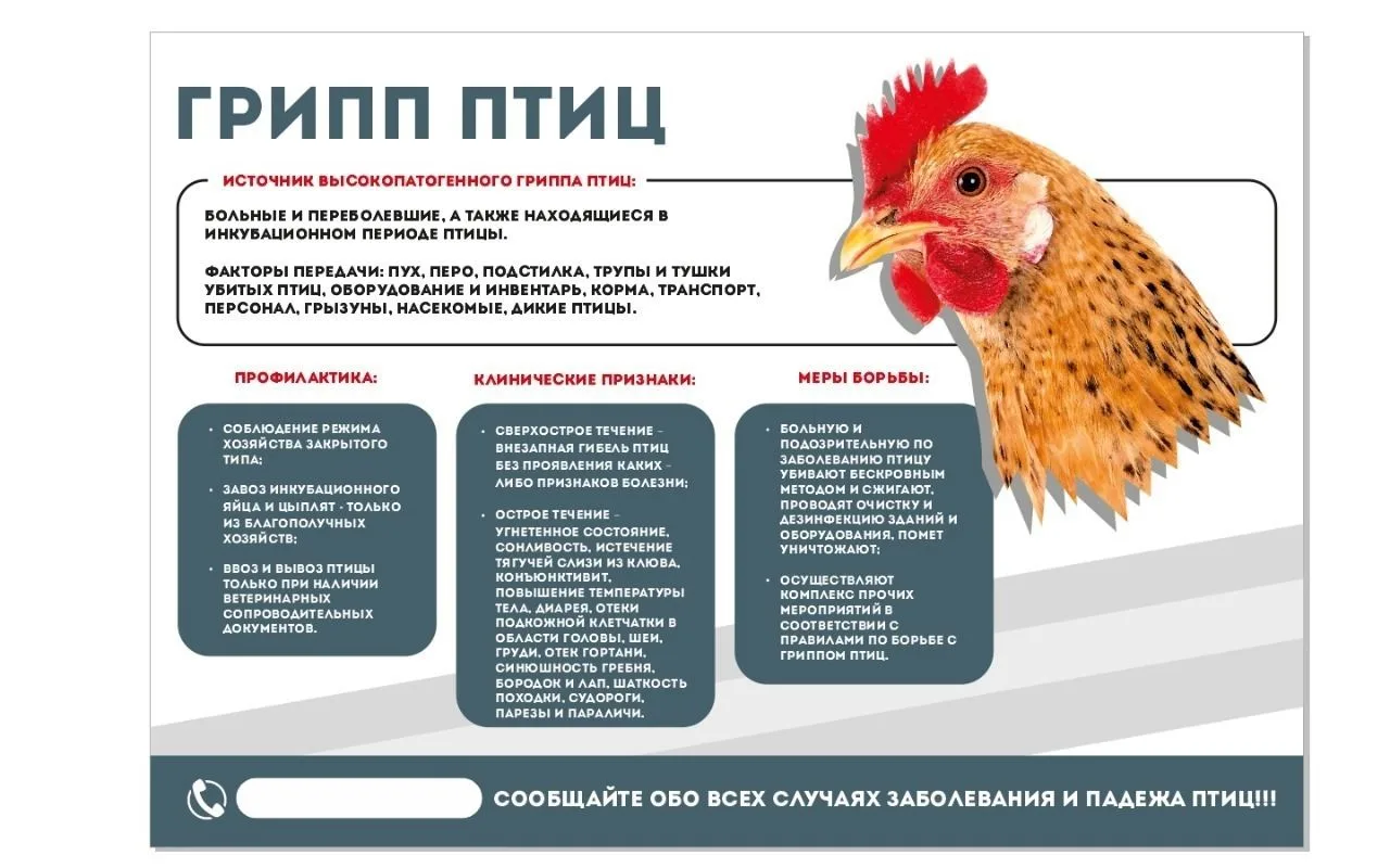 ☎ тел.8(49137)5-21-22, Е- mail: vet_rib50218@mail.ru
Высокопатогенный грипп птиц (ВГП) – это высокок