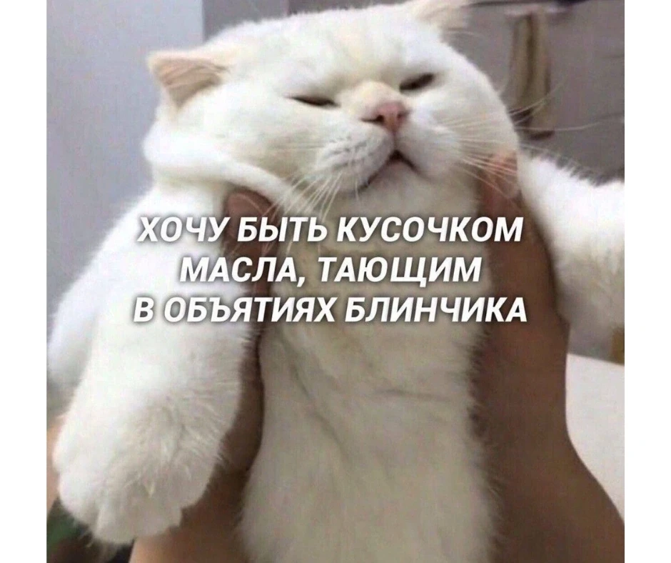 Мягкий кот