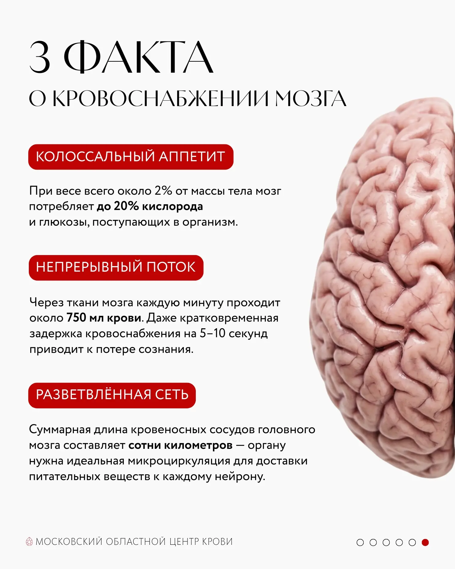 Всемирный день мозга: почему когнитивное здоровье начинается с сосудов