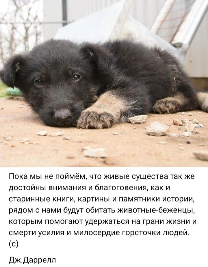 Великолепным Дарреллом зачитывался в юности..