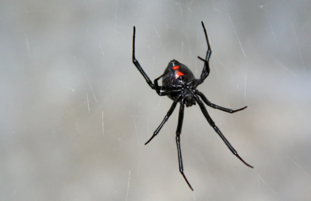 А  м о ж н о ,   н е   н а д о . . .

СМИ 🕷 Ядовитые «черные вдовы» начали мигрировать в Сибирь из-