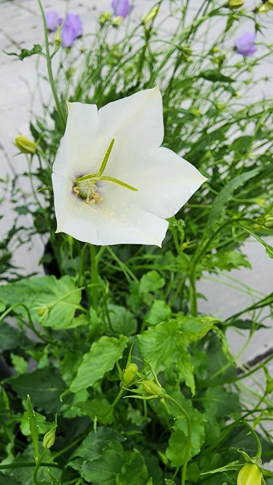 Колокольчик карпатский легко вырастить из семян 🌱  Самое важное! Семена мелкие, поэтому сеем поверхн