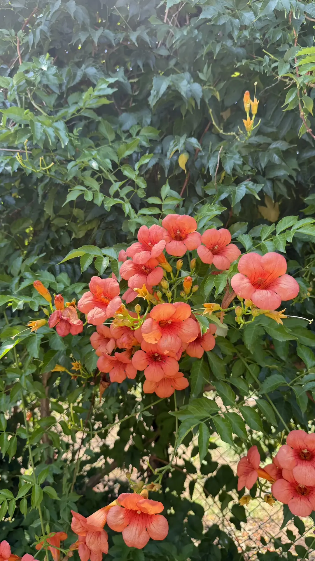 Хорошего дня и настроения! 🌺🌺🌺