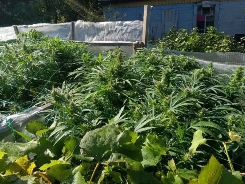 В Приморье полиция обнаружила у мужчины 103 куста конопли. 🚔🌿