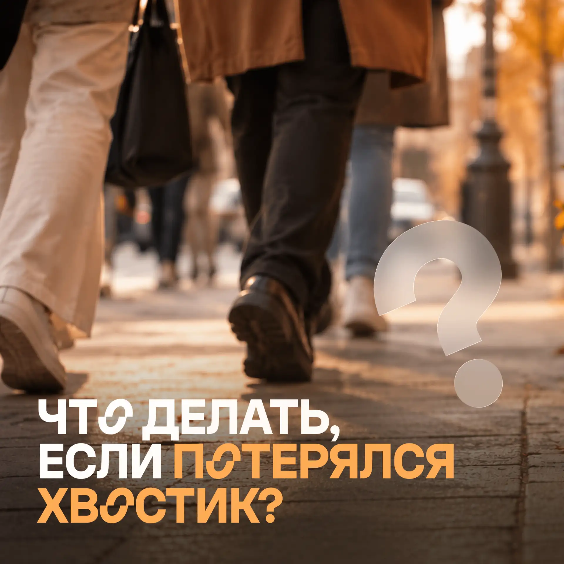 Потерялся хвост? Не теряем время 🐾