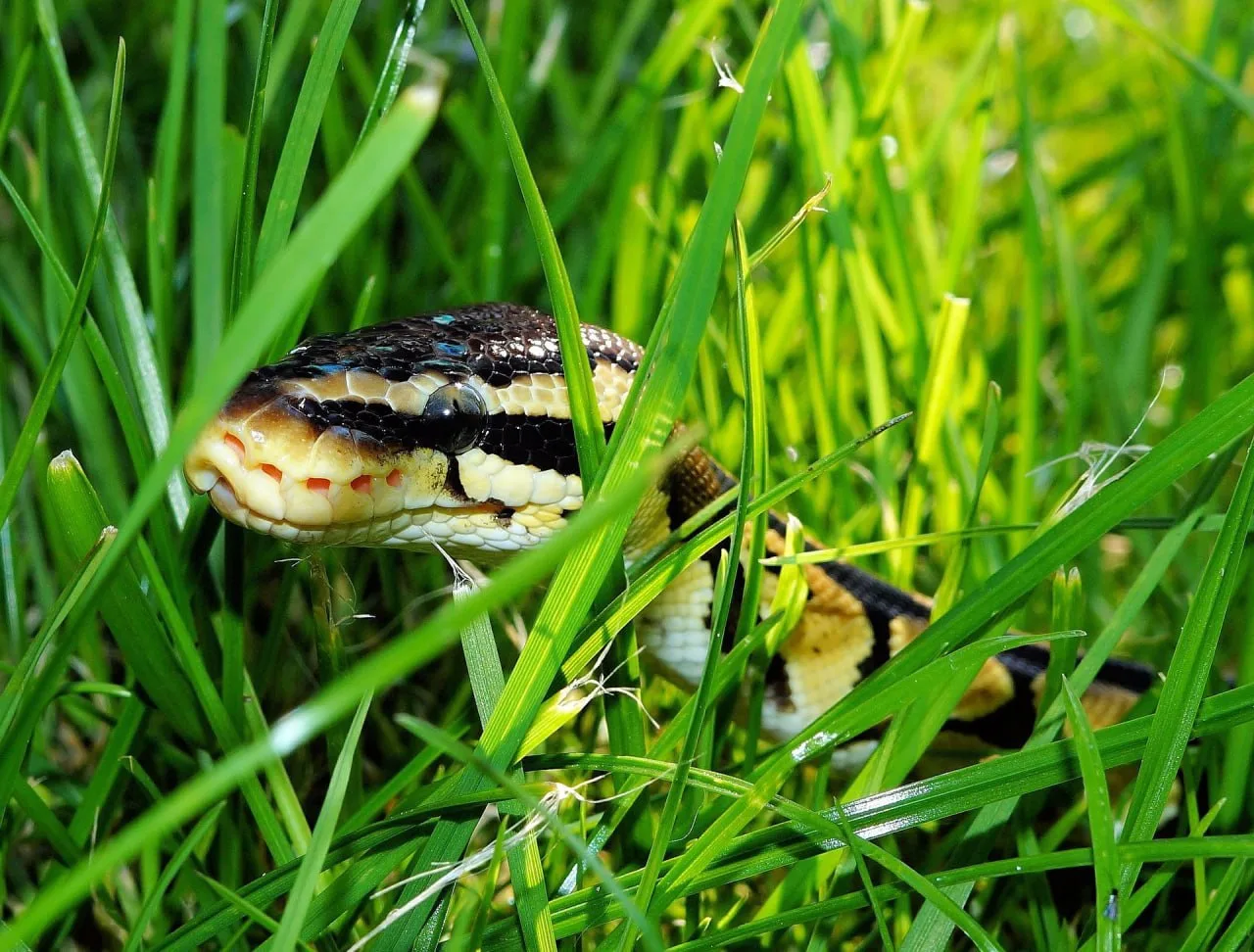 🐍В Петербурге и Ленобласти из-за тепла активизировались змеи. 

Эксперты советуют быть внимательнее