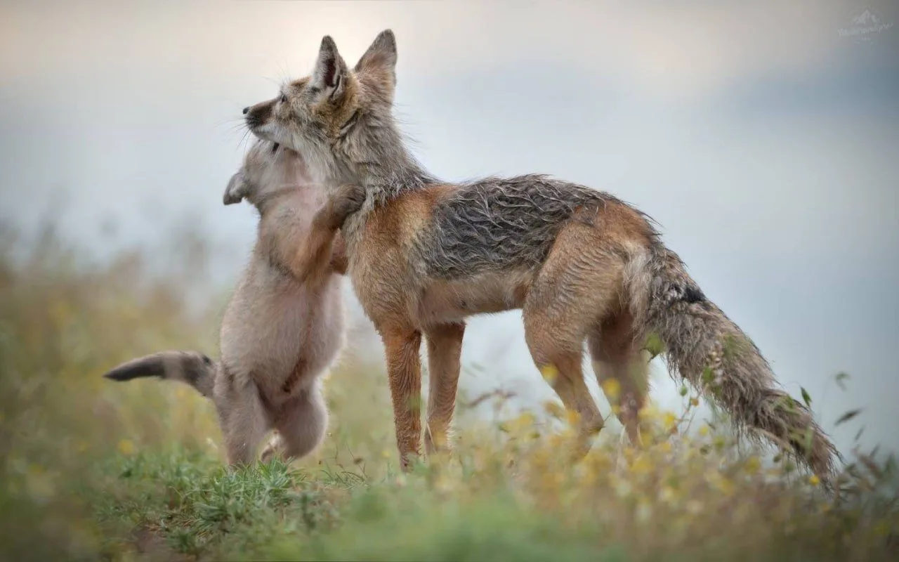 🦊 Маленькая и очаровательная подлиза...