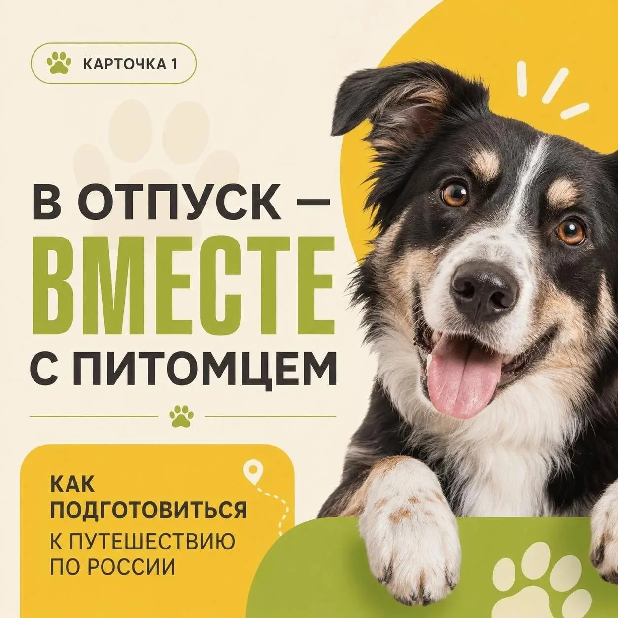 🐾 Питомец уже занял место у окна, а вы только вспомнили про документы?