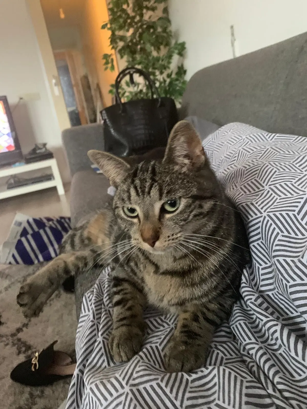 #КотикПодписчика 🥰