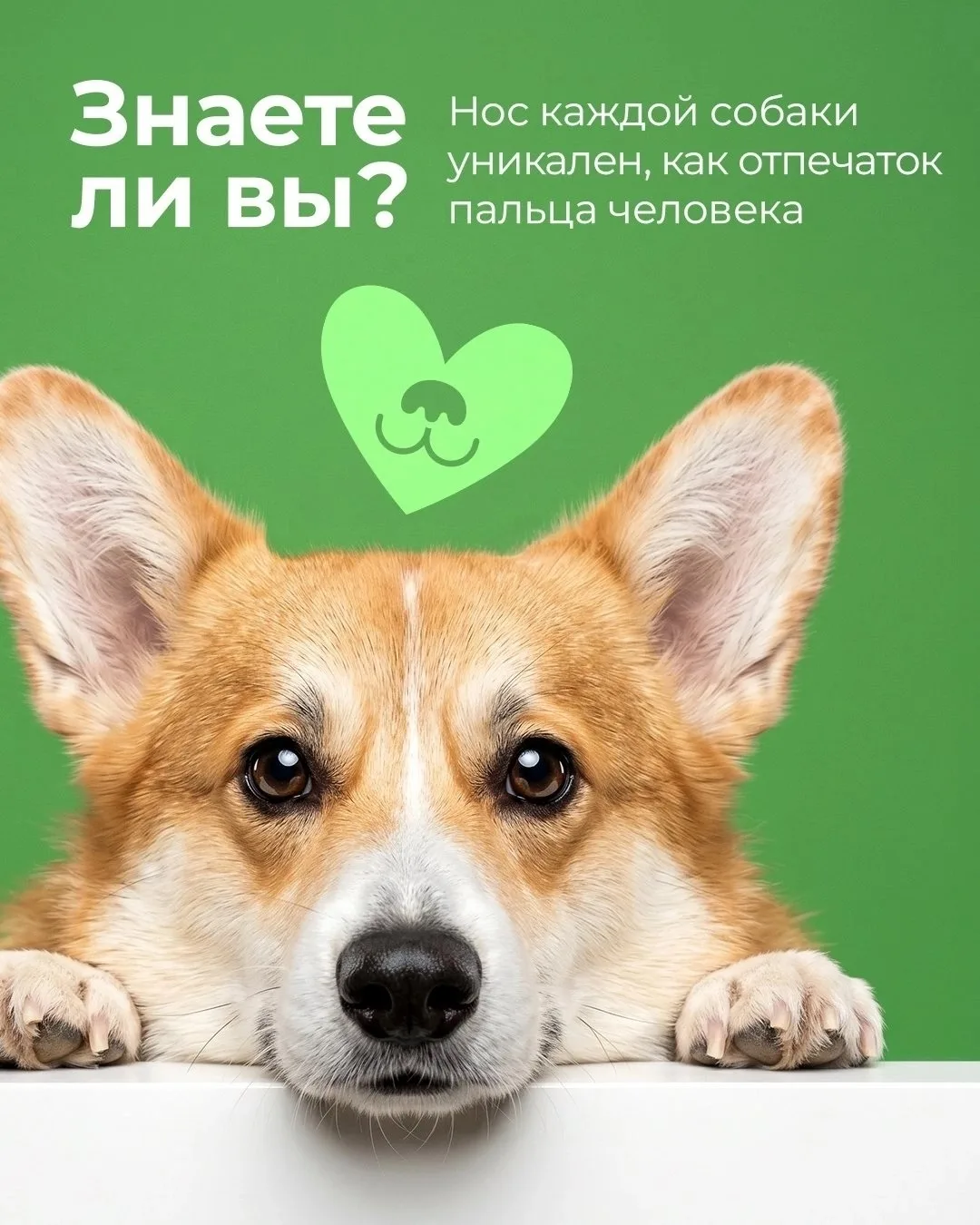 А знаете ли вы, что нос каждой собаки уникален, так же как и отпечаток пальца человека?...