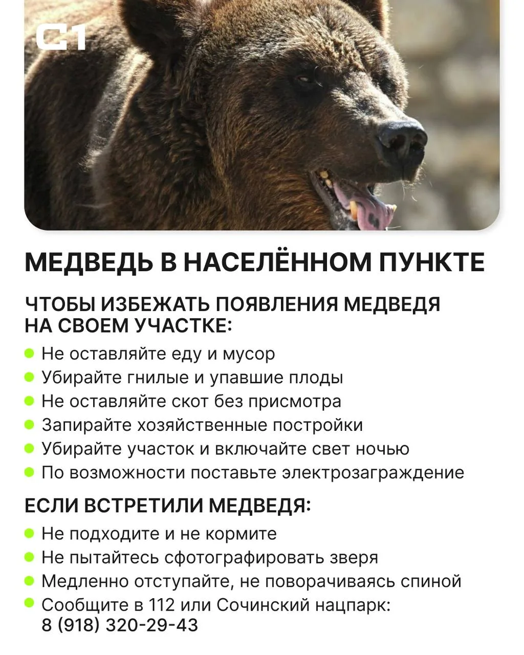 🐻 Что делать, если встретили медведя в лесу или городе, и как не привлечь его — собрал...