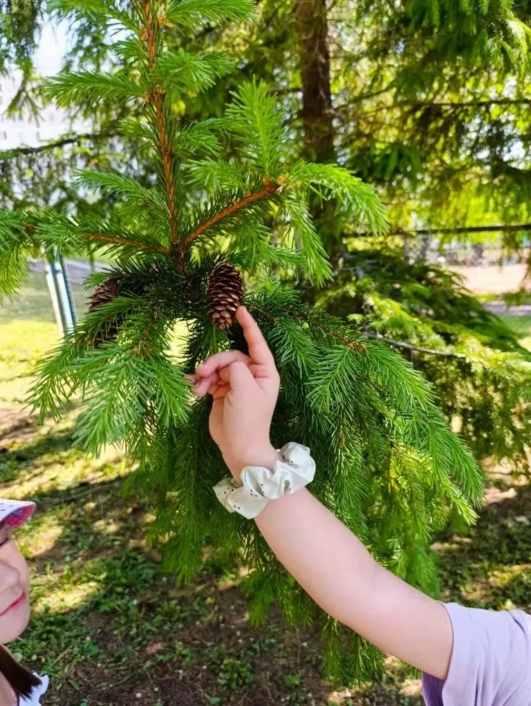 🌲 ЛЕТНИЙ ДЕТЕКТИВ: ЧТО ТАМ НА ЕЛЯХ?

🥰 На прогулке ребята заметили, что на ёлках висят шишки. Но л