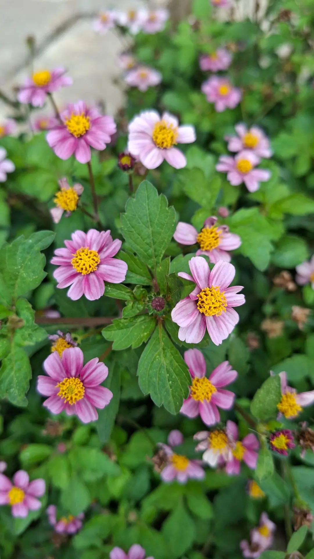 Цветы БИДЕНС 🌸🌸🌸
 Бывают разного цвета, я когда покупала росточек, не знала, какого именно цвета 