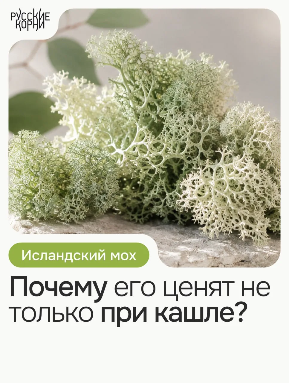 ИСЛАНДСКИЙ МОХ