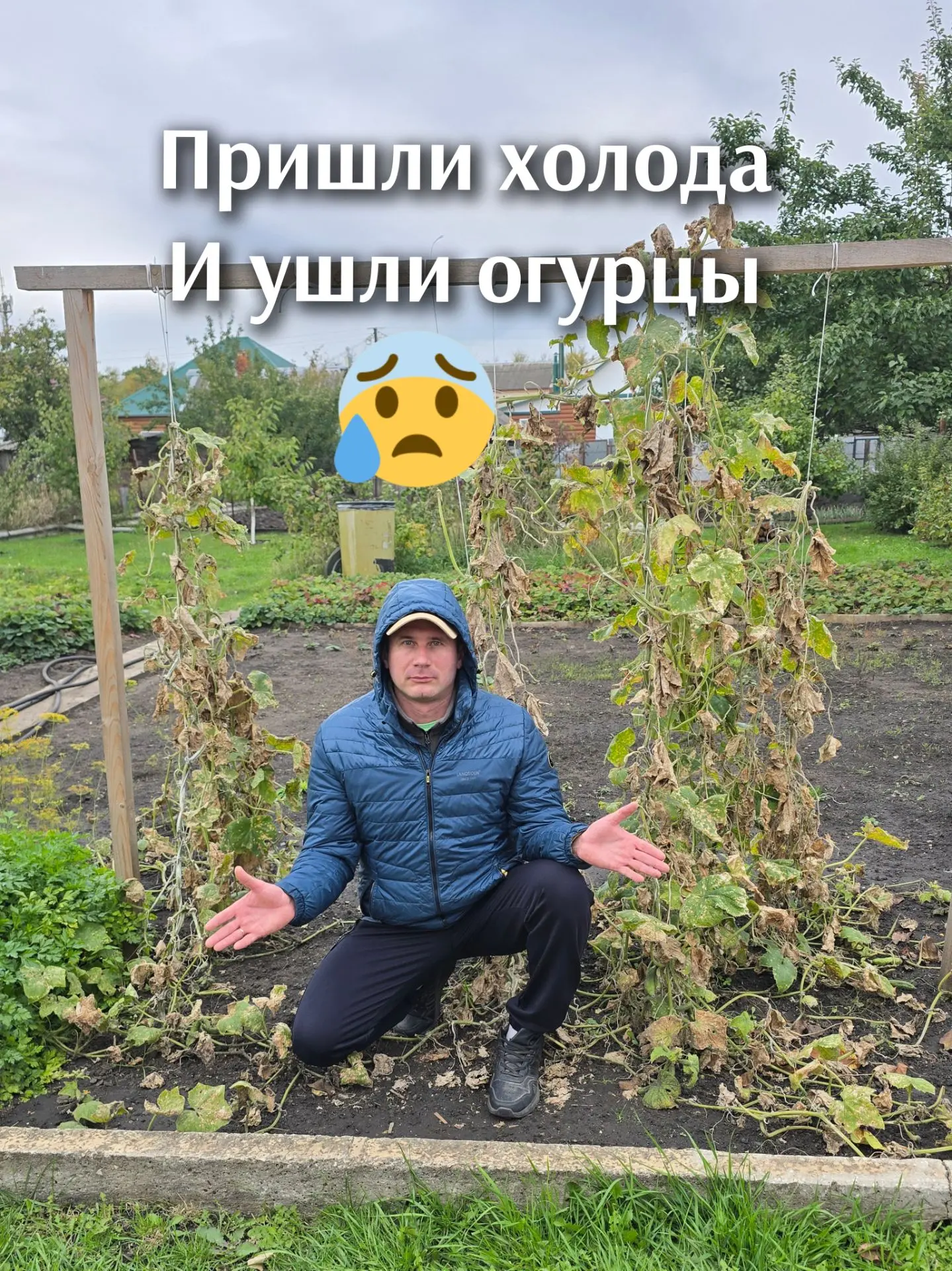 🍂 Эх, вот и всё! Пришли ночные осенние холода, накрылись медным тазом огурцы в открыто...