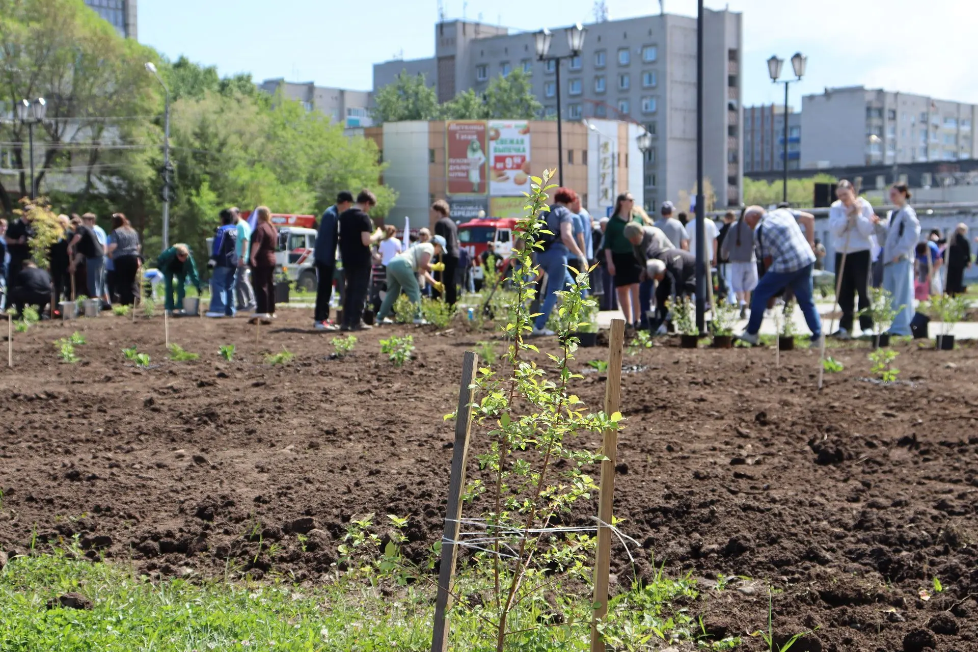 Депутаты городской Думы приняли участие в озеленении сквера у стелы «Комсомольск-на-Амуре – город Тр