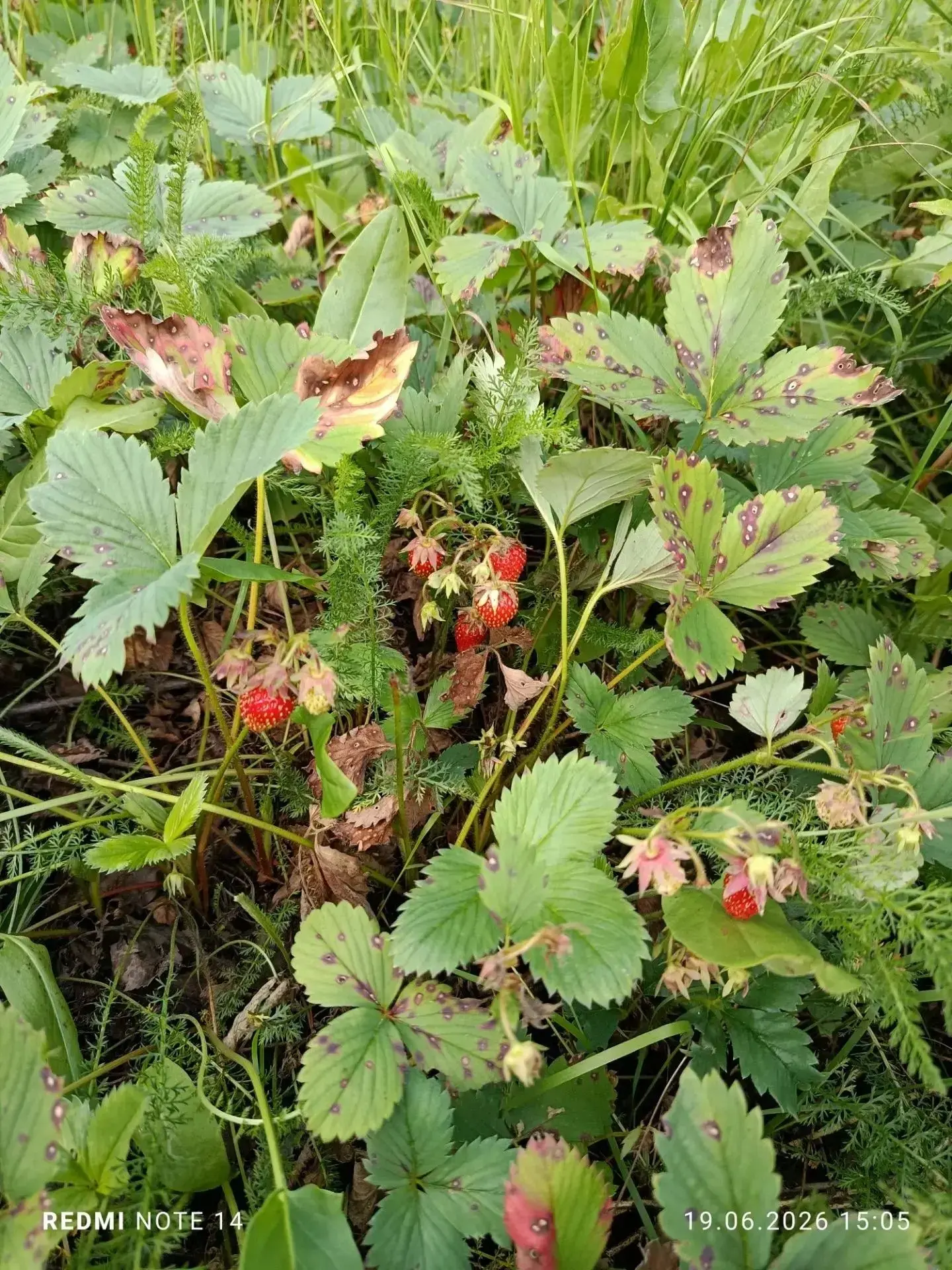 Жителям Тверской области рассказали, где поспела дикая клубника🍓

В полях Калининского округа почти