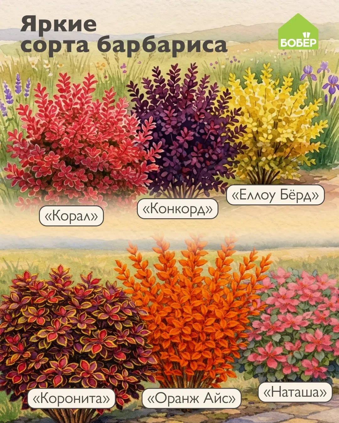 Сорта барбариса для красочного ландшафта 💚