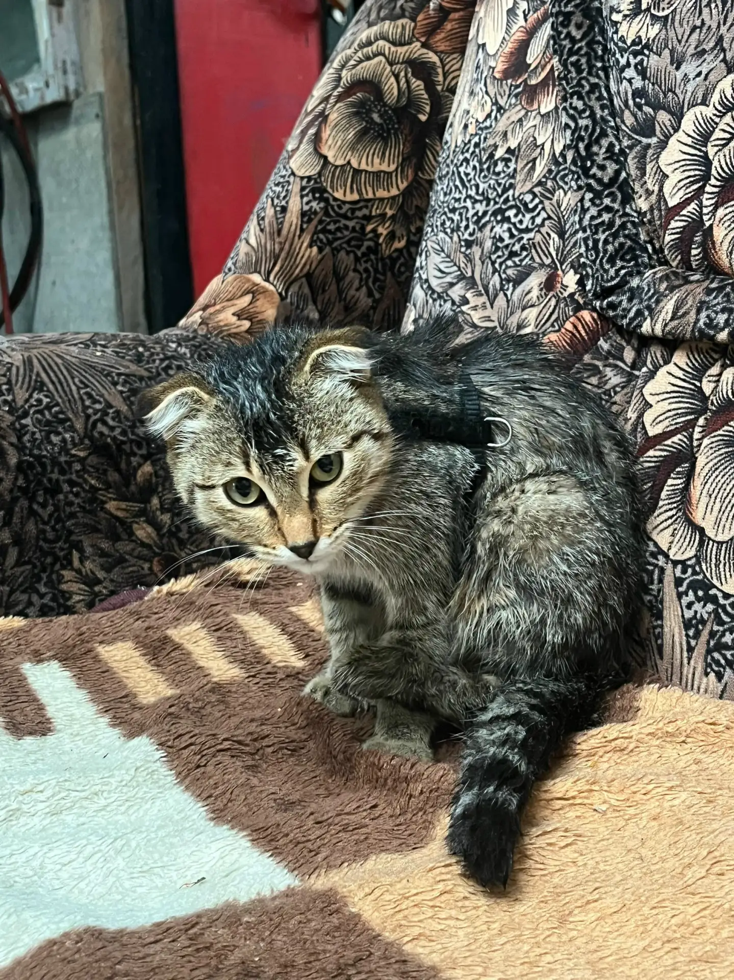 нашелся котенок вроде девочка со шлейкой поселок роза!!!