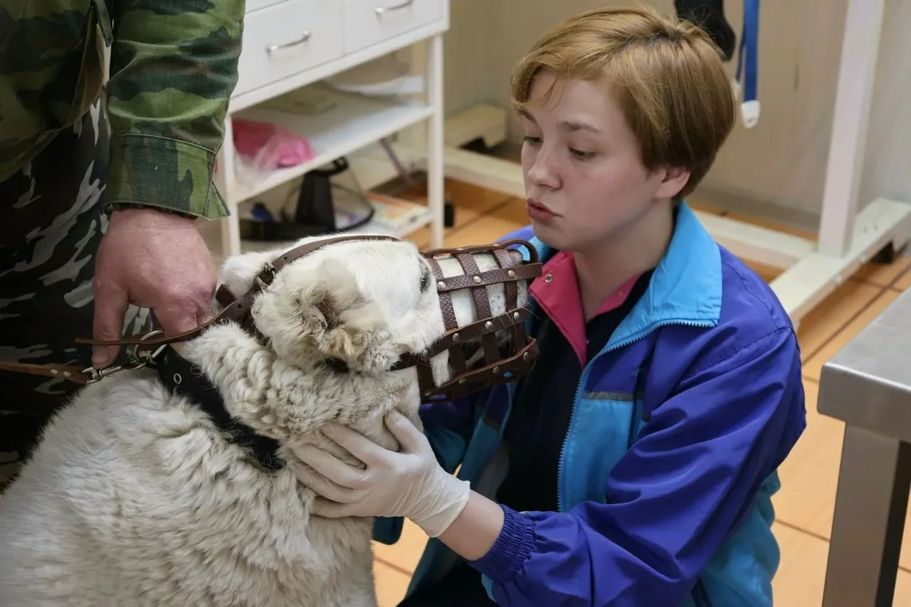 😱 От скелета с огромной опухолью до грозной хозяйки вольера! Новая жизнь алабая Маруси! 🐕😍  Почти го