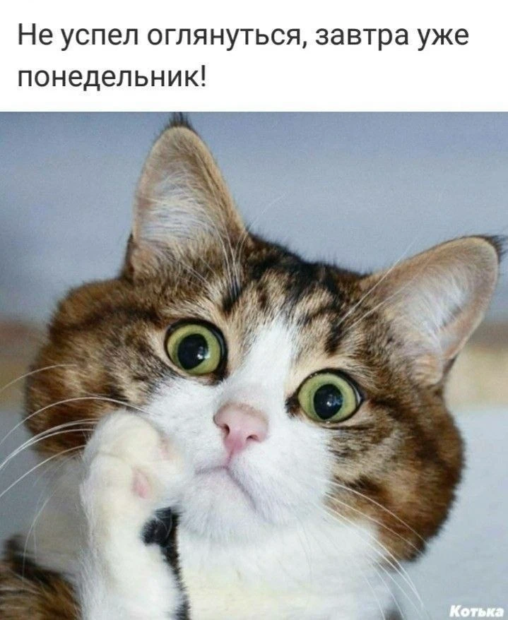 За окном темнеет, воскресенье потихоньку капает на дно чашки… Неужели завтра снова поне...