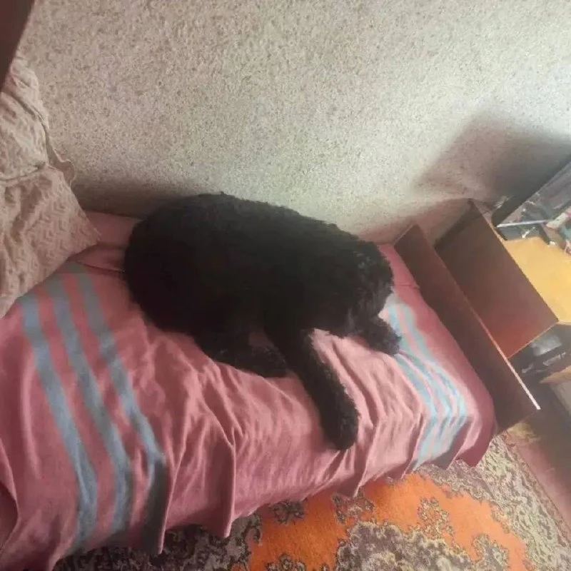 В Осинниках подростки приняли собаку за медвежонка и выложили видео в сеть