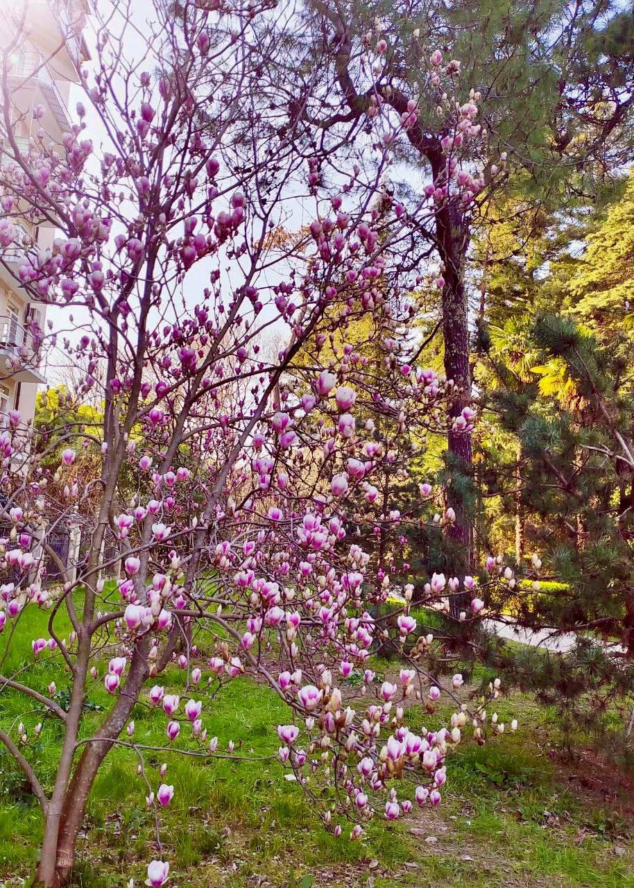 🌸 Срочные цветочные новости  В Сириусе зацвели все виды магнолий, передай друзьям.  📲 Сириус в МАХ