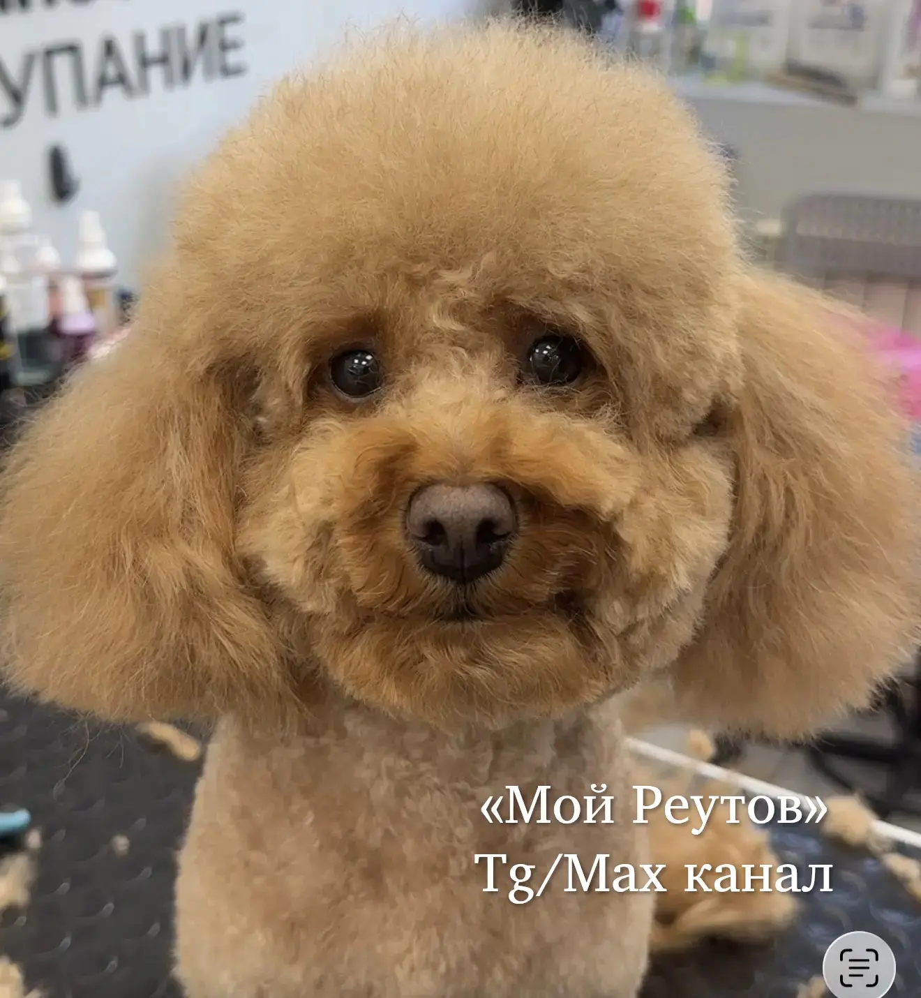 ‼️ Сбежала собака , просим помощи в поисках