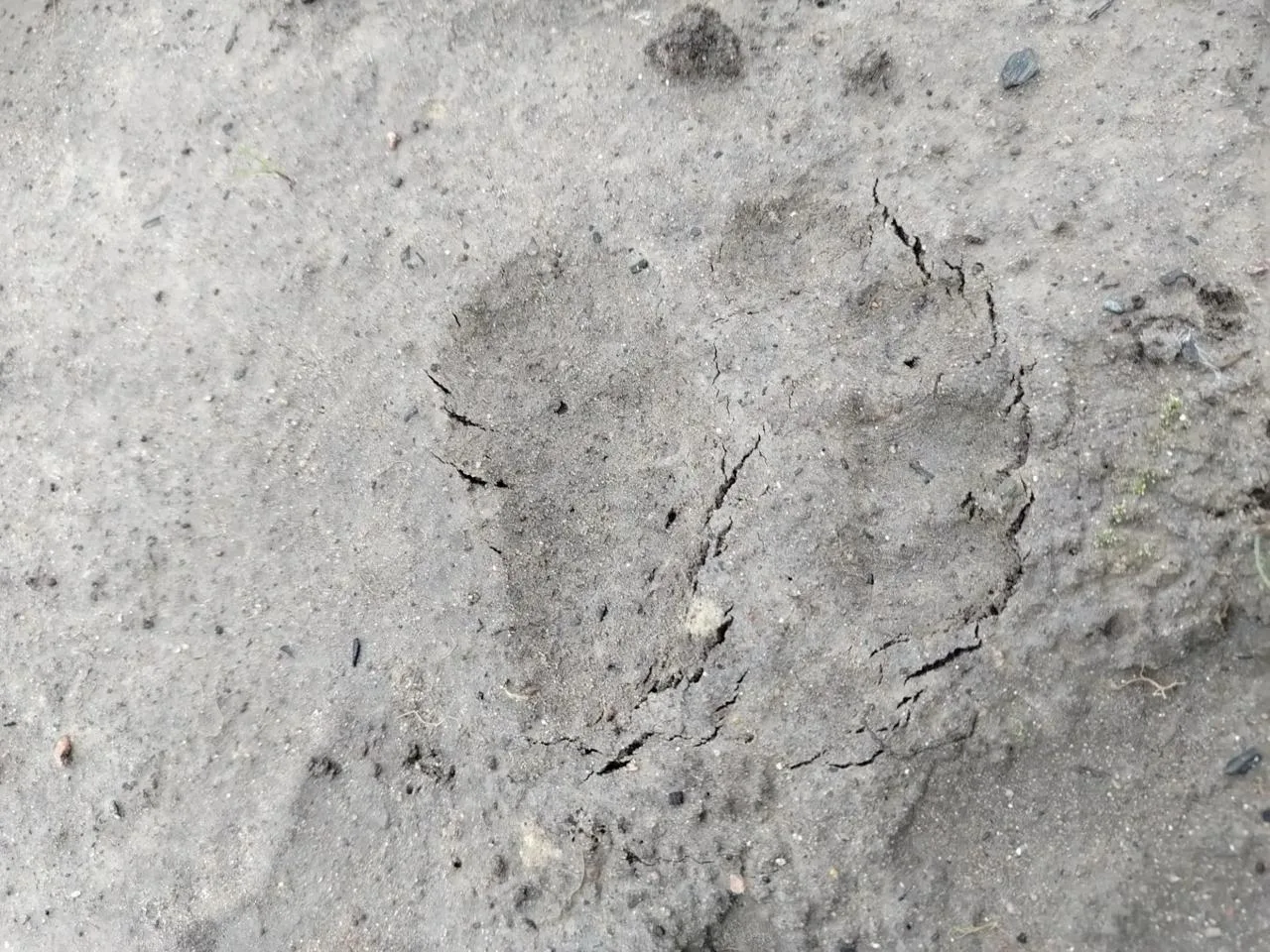 🐻Медведи ходят около домов в деревне Новая Обжа в Олонецком районе. По словам местных ...