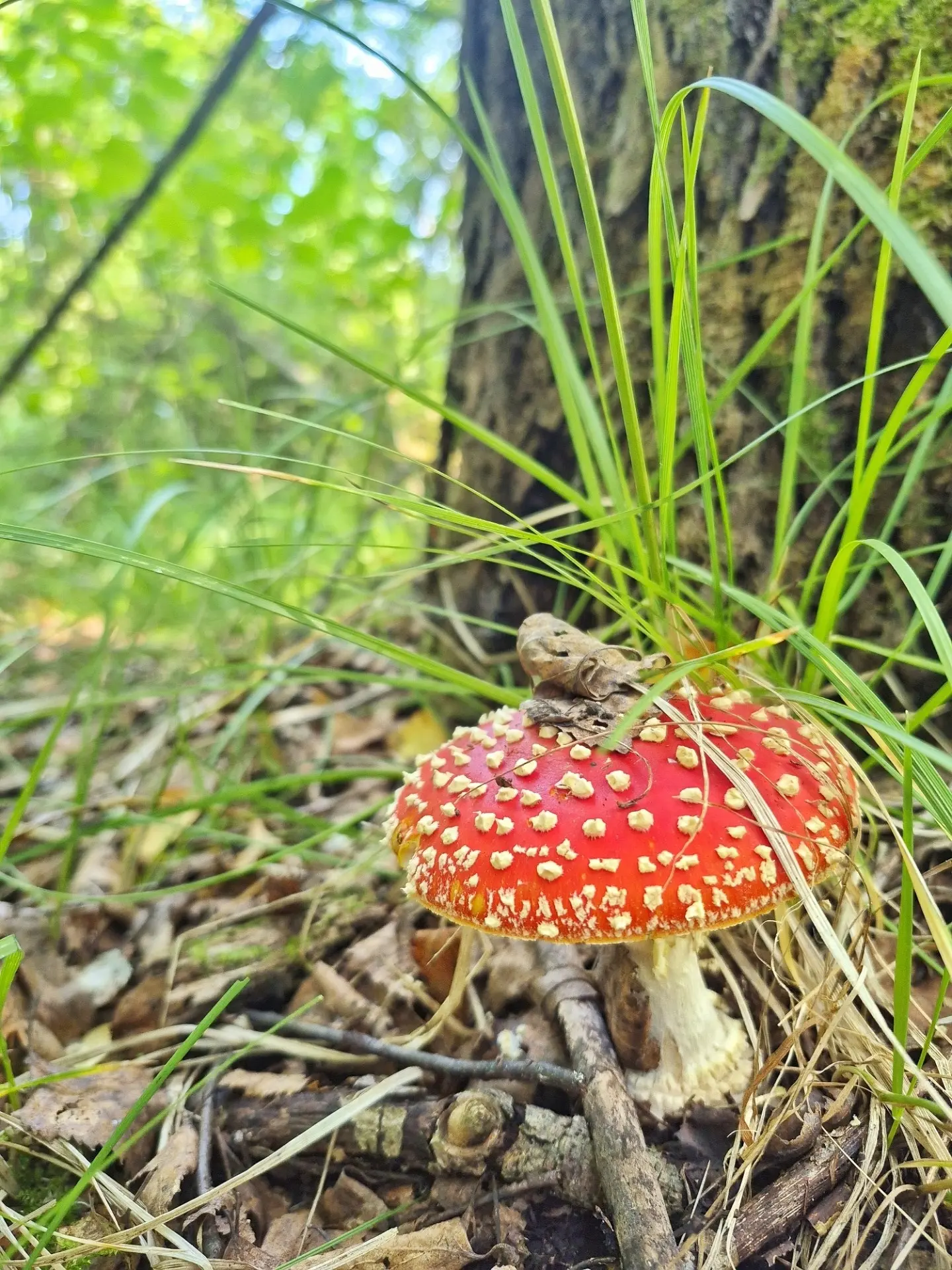 С утра сходил в лес 🌲