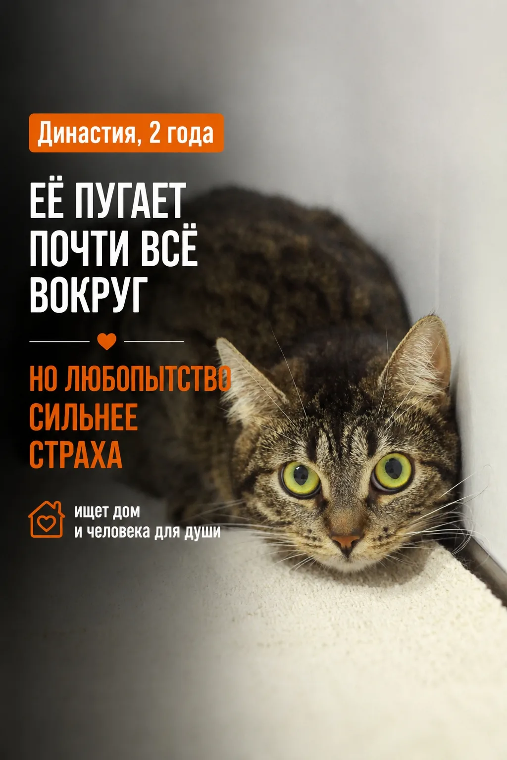 Знакомьтесь: Династия!
