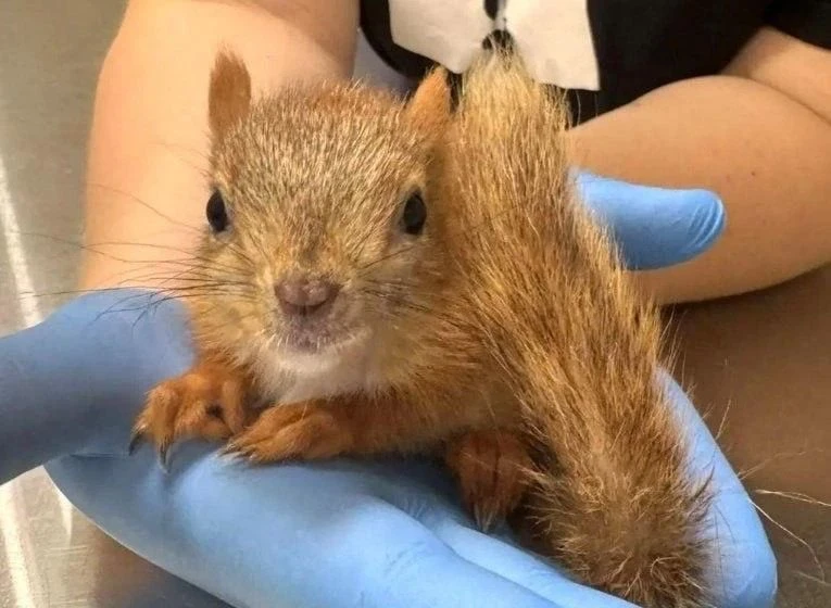 🐿️Белочка в Ижевске переела арбузных семечек