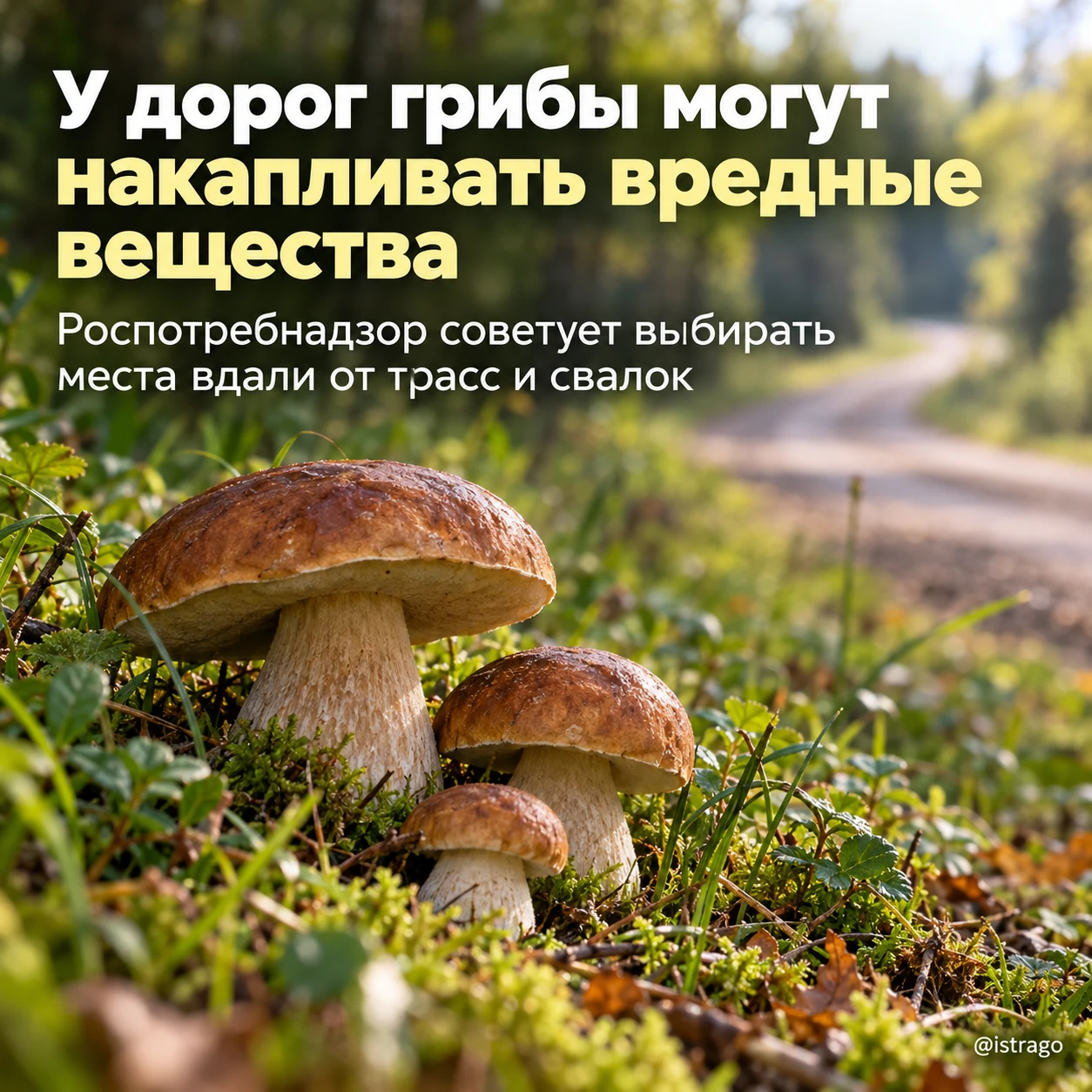 Грибы у дорог могут накапливать вредные вещества