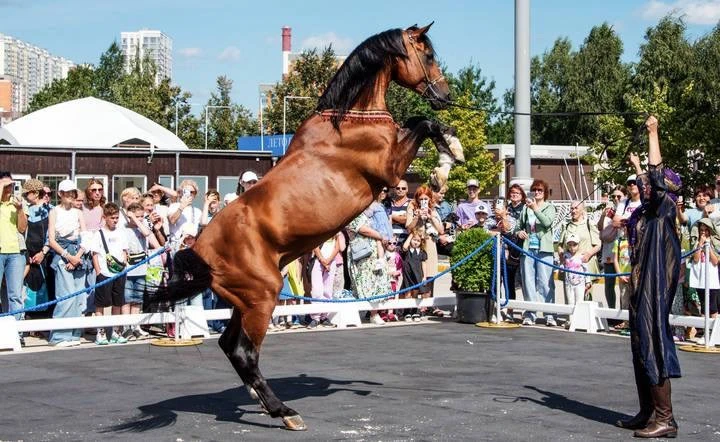 Идём на фестиваль «Конное достояние» 🐎 

На территории усадьбы в Люблино гости смогут узнать о трад