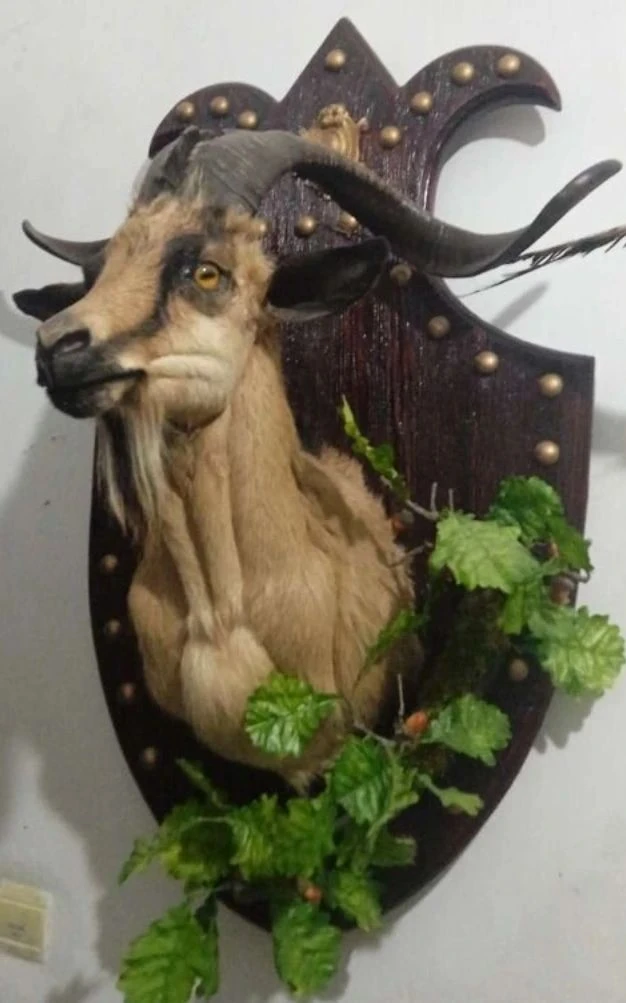 🐐🪶 Козерог + Фазан